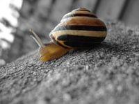 Snail - Color / black and white