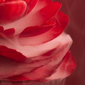 Rote elegante Blume mit zartem weißem Rauch von Marjolijn van den Berg