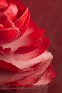 Rote elegante Blume mit zartem weißem Rauch