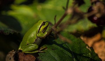 European tree frog. sur Robert Moeliker
