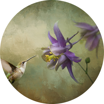 Vliegende Kolibrie Vogel met Paarse Akelei Bloem van Diana van Tankeren
