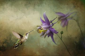 Vliegende Kolibrie Vogel met Paarse Akelei Bloem