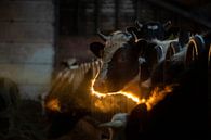Koeien op stal in de winter tijdens zonsopkomst in Friesland van Marcel van Kammen thumbnail