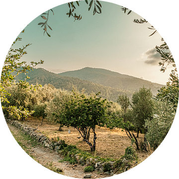 Idyllische boomgaard in Italië van Lima Fotografie