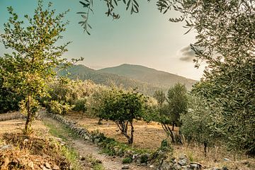 Idyllic orchard in Italy by Lima Fotografie