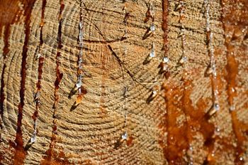 The tears of the Big Tree