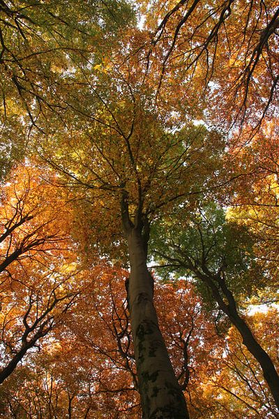 Herbstbäume von Joyce Beukenex
