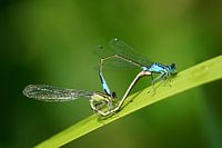 L'amour libellule