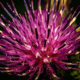 Distel von Myra van Heeringen