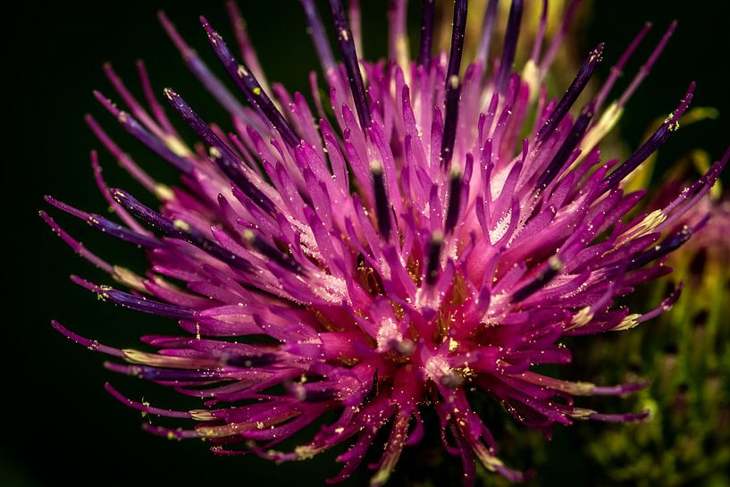 Distel von Myra van Heeringen