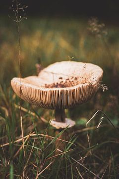 Mushroom by S van Wezep