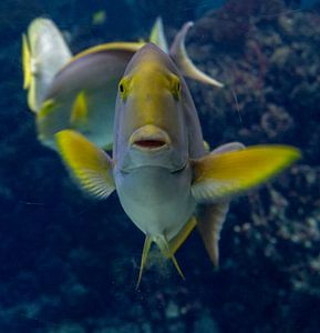 Tropical fish poses.