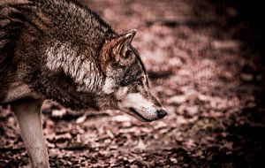 Eurasian Wolf sur Mark Zanderink