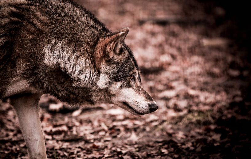 Eurasian Wolf van Mark Zanderink