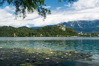 Het meer van Bled in Slovenië