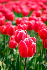 Blühende rote und rosa Tulpen während eines schönen Frühlingstages