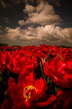 Red white and Blue by peterheinspictures