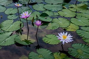 Seerose in einem Teich auf Bali