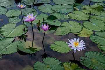 Seerose in einem Teich auf Bali von Ellis Peeters