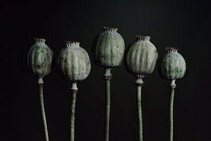 Mohnblumen - Serie von 5 Samenkapseln