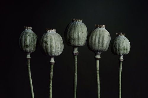 poppies - serie van 5 zaaddozen