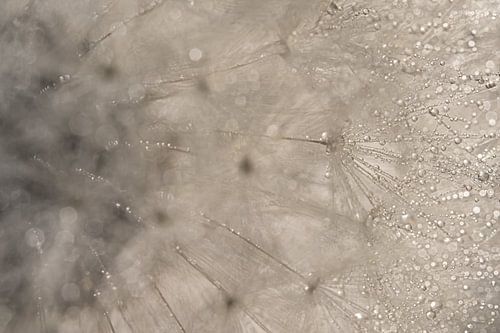 Abstract: Door de pluizenbol heen kijken