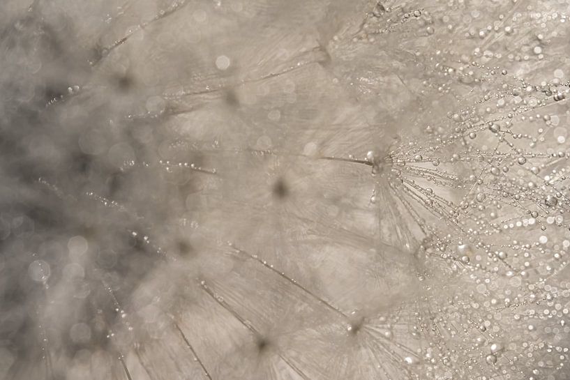 Abstract: Looking through the fluff ball by Marjolijn van den Berg