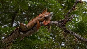 Iguane vert