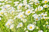 Spring at last!