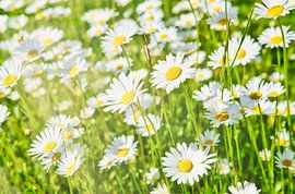 Eindelijk lente! van Andreas Kilian