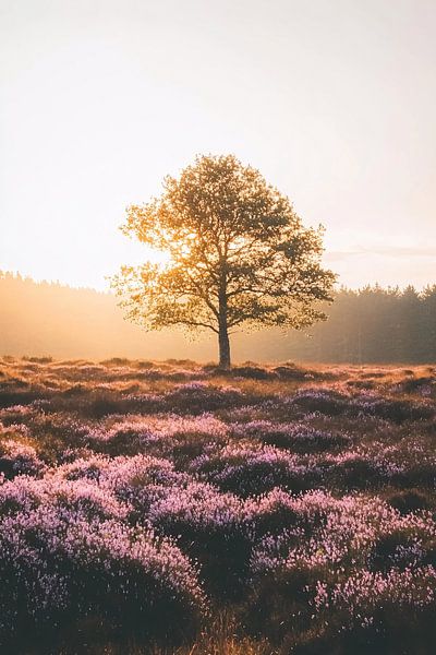 Tree on heath at sunset by Imperial Art House