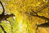 Bomen