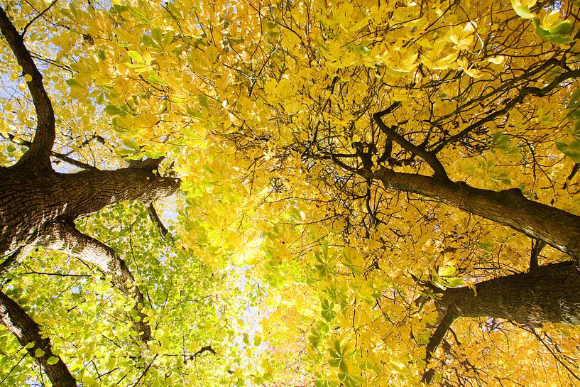 Bomen van Gwen Mustamu