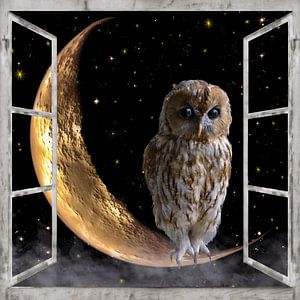 image de fenêtre - hibou