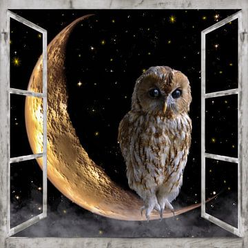 Window image - night owl by Christine Nöhmeier