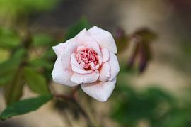 rose douce sur Petra Hauwert