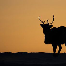 Coucher de soleil sur les rennes sur Milou Hinssen