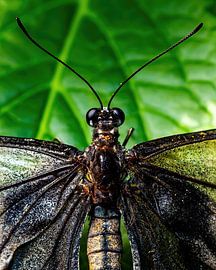 Close-up tropical butterfly by Van Keppel Studios