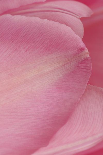 Close-up of a pink Tulip by Ronald Pol