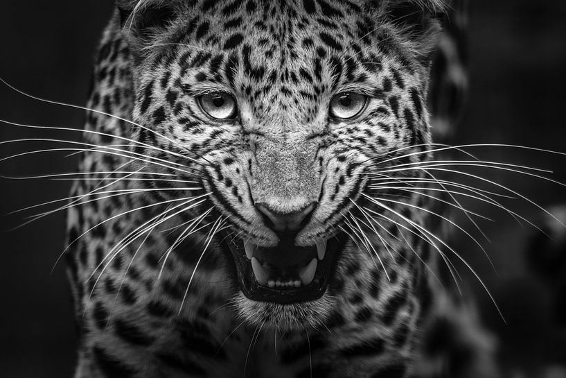 Leopard schwarz und weiß von Daphne van Dam