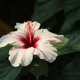 Tropische Blume von Daphne Onink