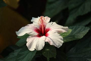 Tropische bloem van Daphne Onink