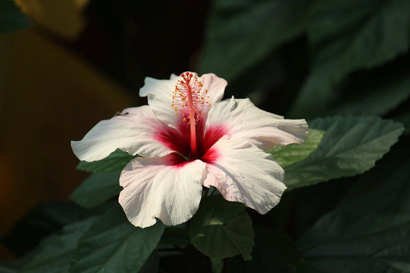 Tropische Blume von Daphne Onink