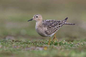 Buff-breasted Sandpiper by Edwin Nagel