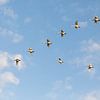 Swans in the air by Marijke van Eijkeren