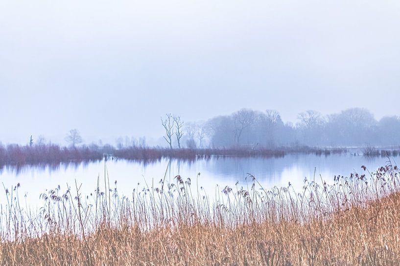 Op een mistige ochtend in Bourgoyen-Ossemeersen | Landschap van Daan Duvillier | Regio in de Kijker