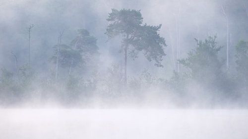 Oisterwijkse bossen en vennen