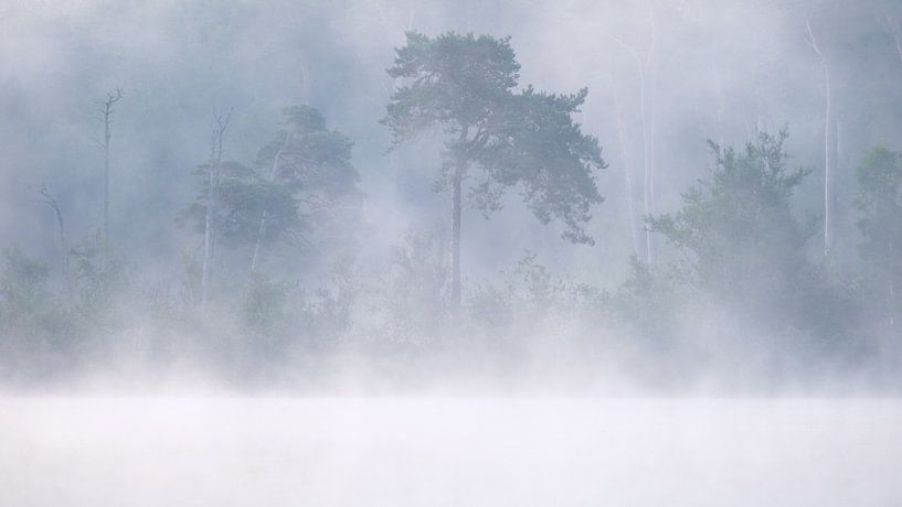 Oisterwijk forests and fens by Esmeralda holman
