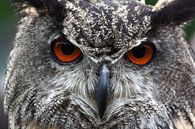 eagle-owl by Gert Hilbink thumbnail