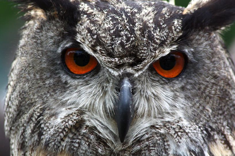 eagle-owl by Gert Hilbink